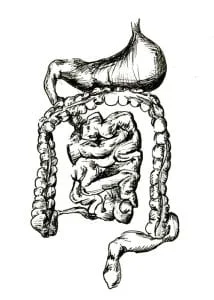 Digestive system study, hand-drawn ink illustration